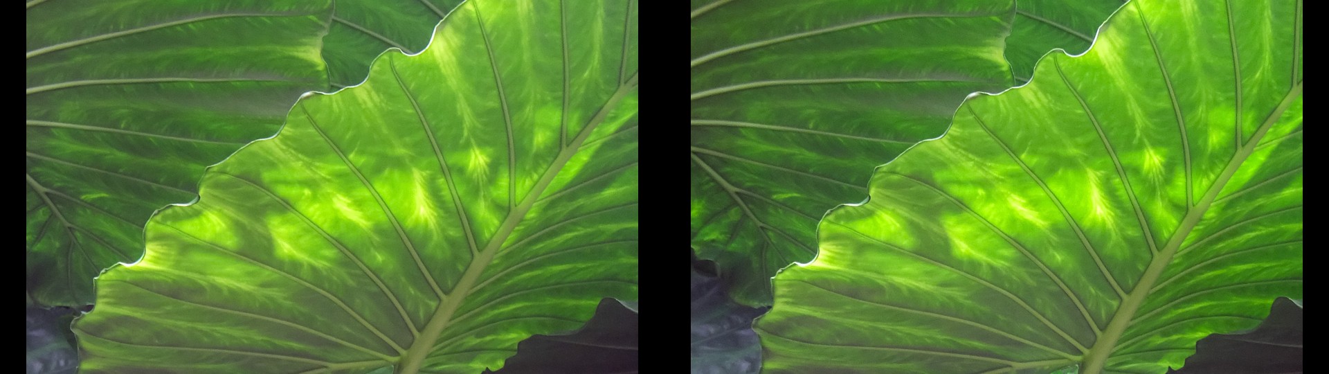 Big Leaves